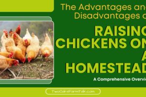 The Advantages and Disadvantages of Raising Chickens on a Homestead: A Comprehensive Overview