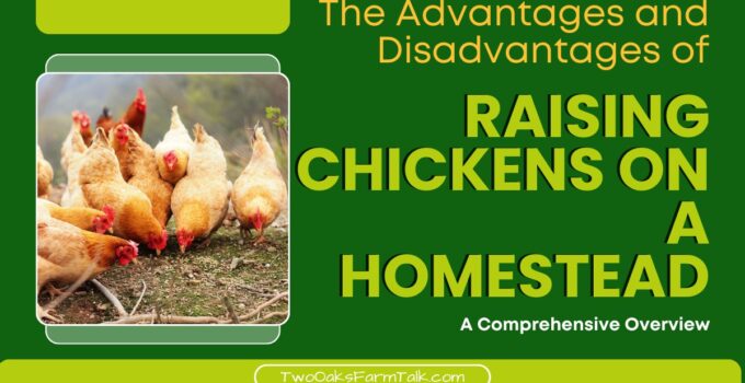 Raising Chickens on a Homestead