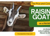 The Pros and Cons of Raising Goats on a Homestead: Actionable Information You Need to Know