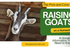 The Pros and Cons of Raising Goats on a Homestead: Actionable Information You Need to Know