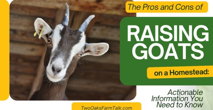 raising goats