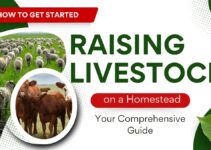 How to Get Started Raising Livestock on a Homestead: Your Comprehensive Guide