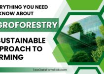 Everything You Need to Know About Agroforestry: A Sustainable Approach to Farming