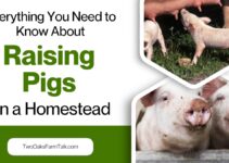 Everything You Need to Know About Raising Pigs on a Homestead