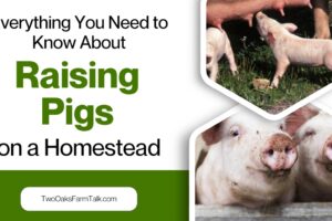 Everything You Need to Know About Raising Pigs on a Homestead