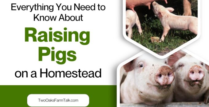 raising pigs
