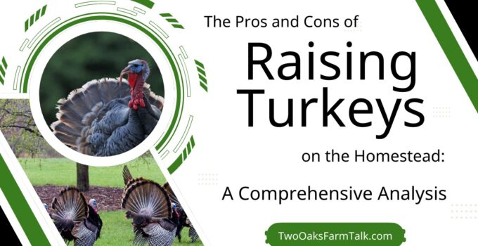 raising turkeys