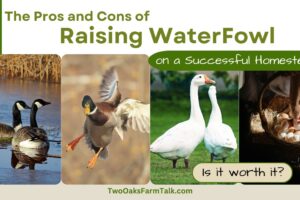 The Pros and Cons of Raising WaterFowl on a Successful Homestead: Is It Worth It?