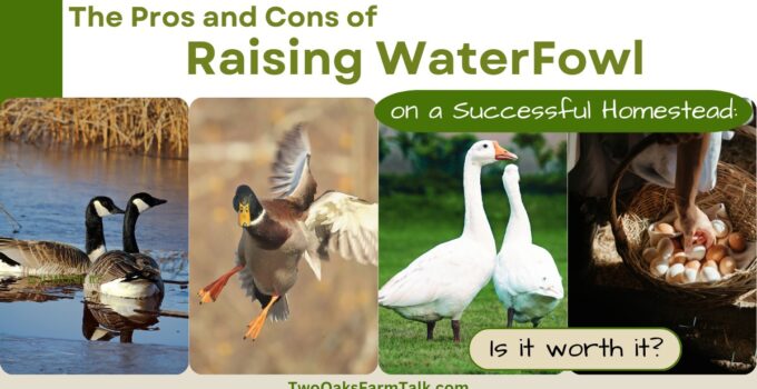 raising waterfowl