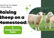 Everything You Need to Know About Raising Sheep on a Homestead: A Comprehensive Guide