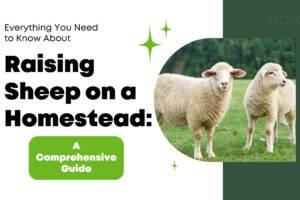 Everything You Need to Know About Raising Sheep on a Homestead: A Comprehensive Guide