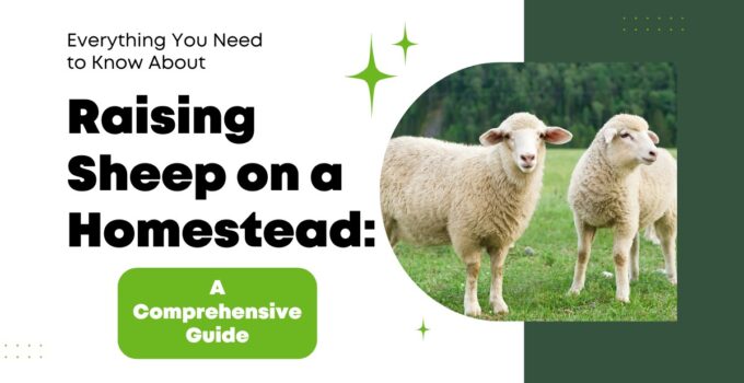 sheep