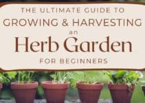 The Ultimate Guide to Growing an Herb Garden for Beginners