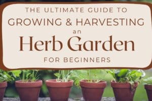 The Ultimate Guide to Growing an Herb Garden for Beginners