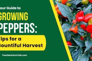 Your Guide to Growing Peppers: Tips for a Bountiful Harvest