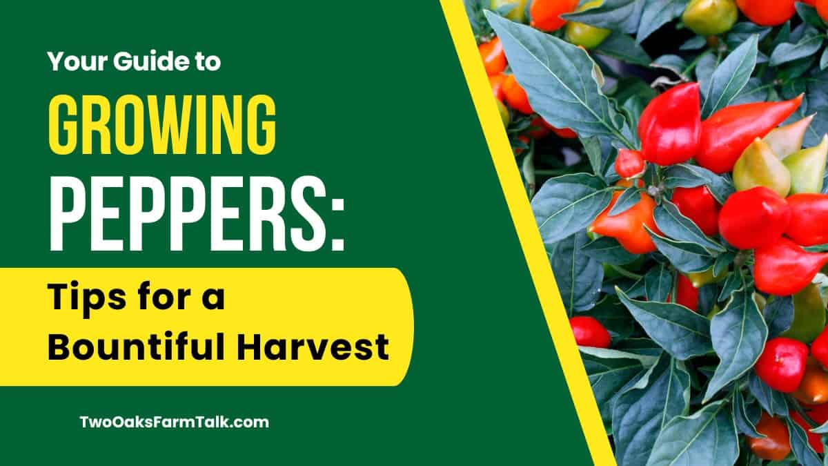 Your Guide to Growing Peppers: Tips for a Bountiful Harvest - Two Oaks ...