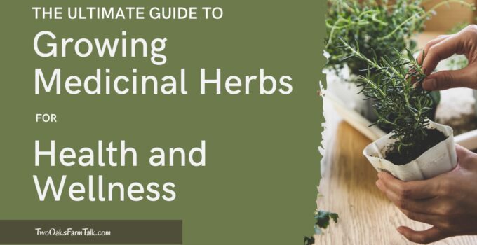 The Ultimate Guide to Growing Medicinal Herbs for Health and Wellness 1