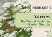 Yarrow: The Wound Healer and Garden Guardian