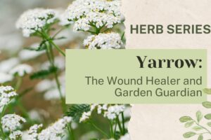 Yarrow: The Wound Healer and Garden Guardian