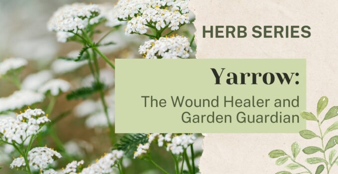 yarrow