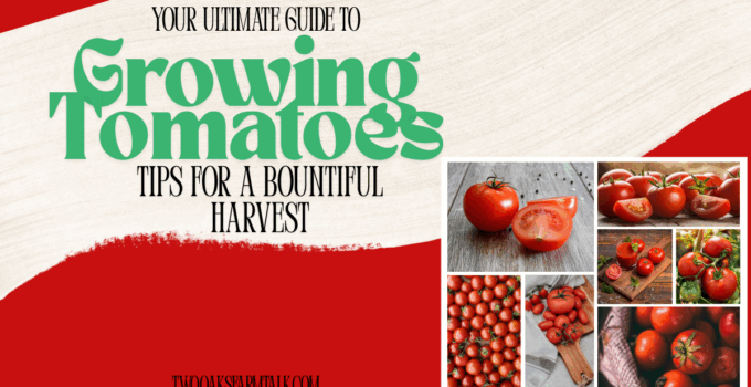 tomatoes