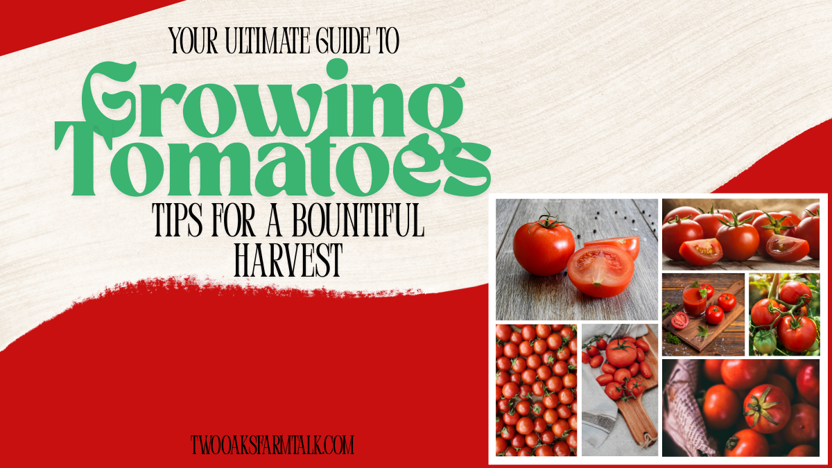 Your Ultimate Guide to Growing Tomatoes: Tips for a Bountiful Harvest