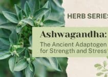 Ashwagandha: The Ancient Adaptogen for Strength and Stress