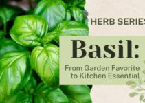 Basil: From Garden Favorite to Kitchen Essential