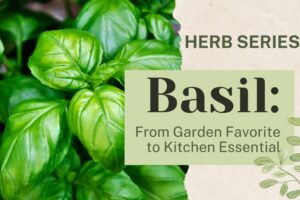 Basil: From Garden Favorite to Kitchen Essential