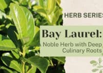 Bay Laurel: A Noble Herb with Deep Culinary Roots