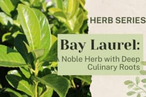 Bay Laurel: A Noble Herb with Deep Culinary Roots