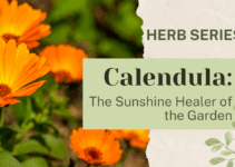 Calendula: The Sunshine Healer of the Garden