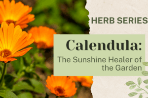 Calendula: The Sunshine Healer of the Garden