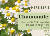 Chamomile: The Gentle Yet Powerful Healer in Your Herb Garden