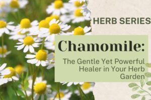 Chamomile: The Gentle Yet Powerful Healer in Your Herb Garden
