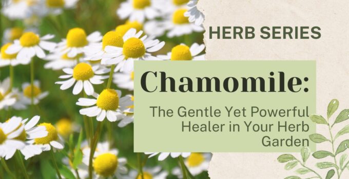 chamomile