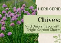 Chives: Mild Onion Flavor with Bright Garden Charm