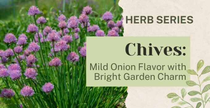 chives
