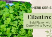 Cilantro: Bold Flavor with Detoxifying Power