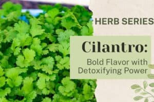 Cilantro: Bold Flavor with Detoxifying Power