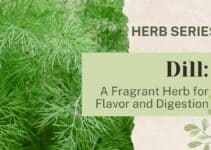 Dill: A Fragrant Herb for Flavor and Digestion