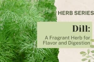 Dill: A Fragrant Herb for Flavor and Digestion
