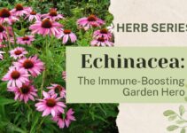 Echinacea: The Immune-Boosting Garden Hero