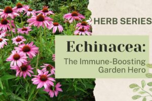 Echinacea: The Immune-Boosting Garden Hero
