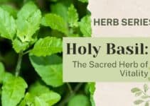 Holy Basil (Tulsi): The Sacred Herb of Vitality