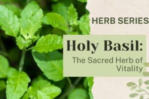 Holy Basil (Tulsi): The Sacred Herb of Vitality