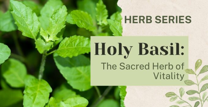 holy basil