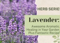 Lavender: Awesome Aromatic Healing in Your Garden Plus Fantastic Recipe