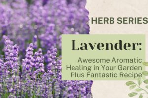 Lavender: Awesome Aromatic Healing in Your Garden Plus Fantastic Recipe