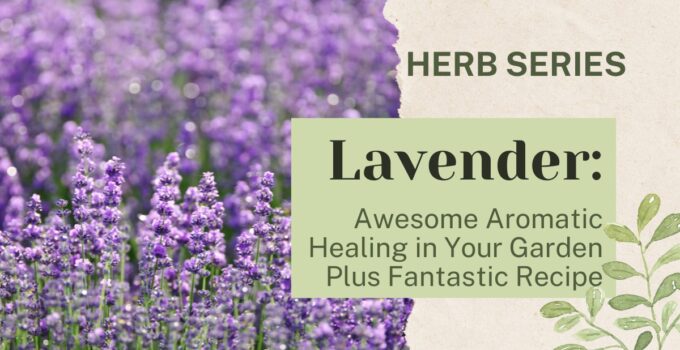 lavender